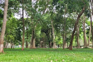 Giàn cây cổ thụ vạn người mê ở TP Buôn Ma Thuột