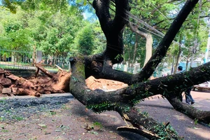 Thi công đường làm gãy cây me cổ thụ ở TP Buôn Ma Thuột