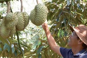 Thủ phủ sầu riêng ở Đắk Lắk vào vụ