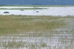 Đắk Lắk cảnh báo nguy cơ bị lũ quét, sạt lở 