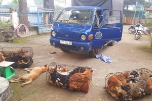 CSGT phát hiện 2 người chở 28 con chó trộm cắp trên ô tô