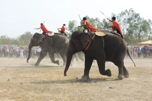 Lễ hội cà phê Buôn Ma Thuột lần 8 sẽ có hội voi 