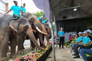 500 triệu đồng giải cứu cá thể voi ở Lâm Đồng 