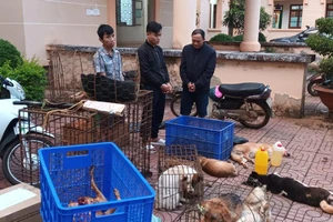 Vừa ra tù đã cầm đầu đường dây trộm 3 tấn chó liên tỉnh 