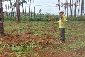 Đắk Nông: Điều tra vụ hủy hoại 4.000 cây thông con ở Quốc lộ 28