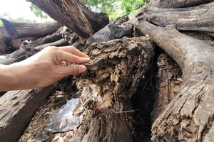 Đắk Lắk: Nhiều người bị kỷ luật vì liên quan hơn 1.000 m3 gỗ mục nát