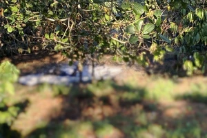 Vụ thi thể người đàn ông chết cháy trong rẫy: Nghi tự thiêu 