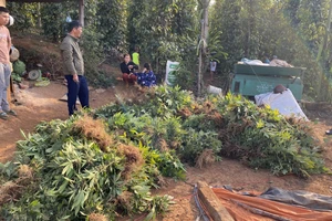 Phát hiện vụ trồng, sơ chế cần sa quy mô lớn ở vùng biên giới 