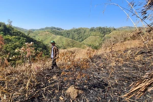 Những kẻ phá rừng ở Đắk Nông rải đinh để ngăn việc dập lửa