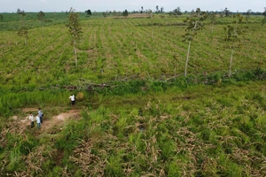 Làm rõ trách nhiệm của lãnh đạo 4 huyện để mất gần 31.000 ha rừng