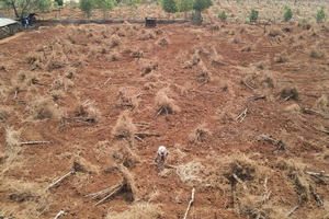 Ồ ạt trồng sầu riêng, chanh dây ở Tây Nguyên