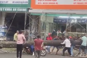 Hàng chục người nâng cây xanh bật gốc cứu người phụ nữ đi đường