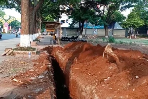 Nhiều cây sao 30 năm ở Đắk Lắk bị đào sát gốc làm đứt rễ cây