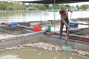 Cá chết hàng loạt nổi trên sông nghi do nắng nóng