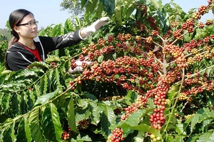 Xuất khẩu nông sản Tây Nguyên trước quy định mới từ Châu Âu