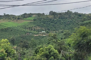 Đắk Nông: 2 công ty bị thu hồi dự án