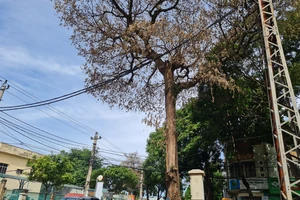 Nhiều cây hoa sữa trên đường phố ở TP Buôn Ma Thuột chết bất thường