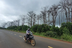 Hàng nghìn hecta rừng ở Đắk Nông bị tàn phá