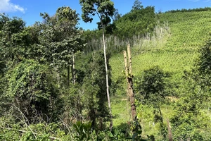 Đắk Lắk điều chỉnh quy hoạch hơn 3.500 ha rừng để làm các dự án