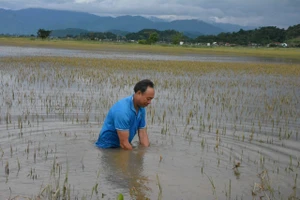 Mưa lớn nhấn chìm gần 1.200 ha lúa ở Đắk Lắk 