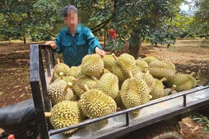 Điều tra dấu hiệu làm giả con dấu trong xuất khẩu sầu riêng ở Đắk Lắk