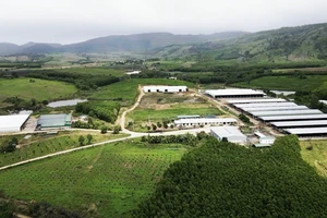 Cho doanh nghiệp tạm ứng ngân sách 55 tỉ , Uỷ ban tỉnh Đắk Lắk gấp rút thu hồi 