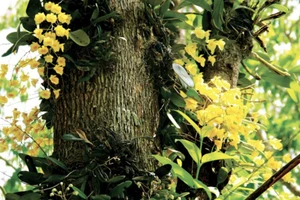 Đắk Lắk: Trú mưa khi vào rừng tìm lan, hái nấm 3 người bị cây ngã đè tử vong