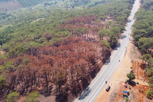Xót xa nhìn rừng thông cảnh quan Quốc lộ 14 bị đốt cháy