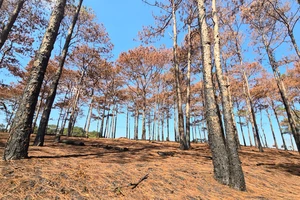 Đắk Nông phản hồi báo Pháp Luật TP.HCM vụ cháy rừng thông cảnh quan Quốc lộ 14