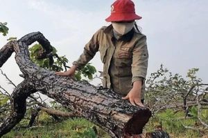 Đắk Lắk: Phê bình nhiều cán bộ để suy giảm hơn 27.400 ha rừng tự nhiên