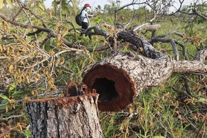 Đắk Lắk: Làm rõ trách nhiệm việc mất gần 400 ha rừng 'chưa rõ nguyên nhân'