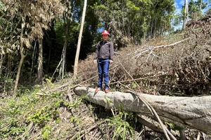 Đắk Lắk có 128.000 ha đất rừng bị lấn chiếm