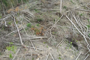 Đắk Lắk: Dự toán cần 1.900 tỉ để che phủ rừng nhưng không được bố trí đồng nào