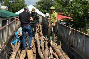 Cán bộ kiểm lâm tạo kẻ hở để hợp thức hoá hồ sơ nguồn gốc lâm sản