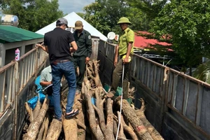 Kỷ luật cán bộ kiểm lâm tạo kẻ hở để hợp thức gỗ không hợp pháp
