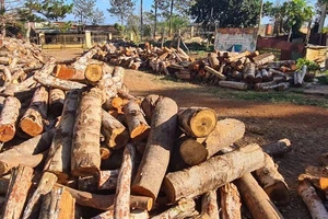 Vụ 569 cây gỗ bị đốn hạ dọc đường tuần tra biên giới: Chuyển tài liệu sang công an