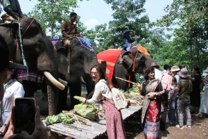 Du khách thích thú chứng kiến tiệc buffet cho voi tại Tết Bunpimay