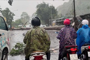 Giông lốc quật đổ cây cổ thụ đè hỏng xe cứu thương