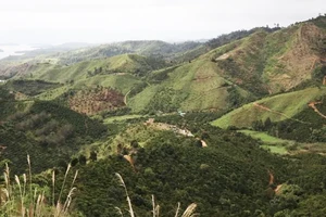 Diễn biến mới vụ giao hơn 3.200 ha đất, rừng để mất hơn 2.000 ha ở Lâm Đồng