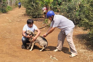 1 người tử vong nghi bệnh dại, bị chó cắn trước đó 20 ngày