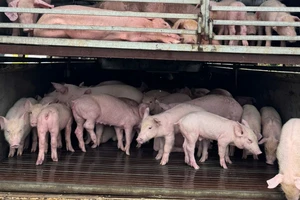 Bị kiểm tra, tài xế bỏ ô tô cùng 97 con heo mắc dịch tả lợn châu Phi 