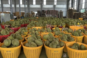 Mới: Sầu riêng, trái cây xuất khẩu sang Trung Quốc được thông quan ngay tại Đắk Lắk 