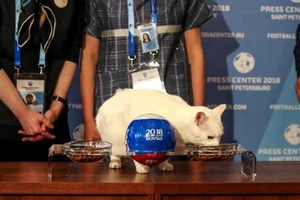 Mèo tiên tri Achilles đã chọn Nga