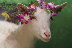 “Nhà tiên tri” Zabiyaka dự đoán Nga thắng Uruguay