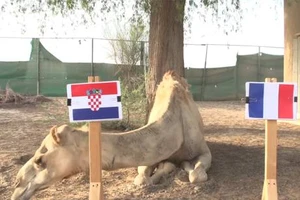 Nhà cái rùng mình với 'nhà tiên tri' Shaheen