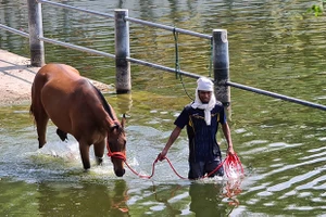 Virus mới giết 42 ngựa đua ở Korat