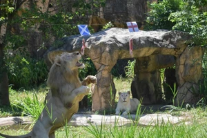 Sư tử tiên tri gây sốc ở trận Anh gặp Scotland