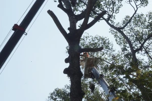 Đang đốn 8 cây dầu chết khô ở Công viên Văn Lang