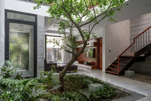 Ngôi nhà tựa như ốc đảo xanh giữa lòng Hà Nội