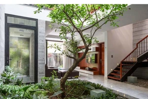 Bí quyết chọn cây xanh trong nhà